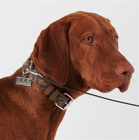 fendi collar jacket|luxury leather dog collars.